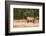 Elk (Cervus Canadensis), Yellowstone National Park, Wyoming, United States of America-Gary Cook-Framed Photographic Print