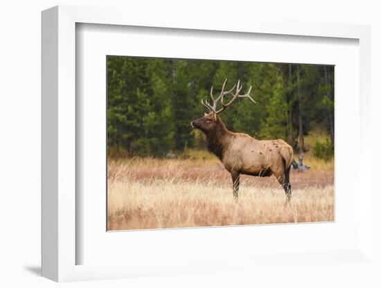 Elk (Cervus Canadensis), Yellowstone National Park, Wyoming, United States of America-Gary Cook-Framed Photographic Print