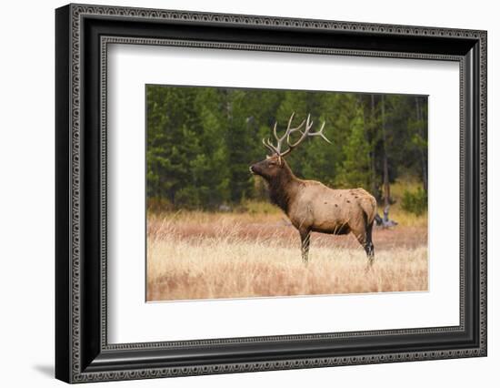 Elk (Cervus Canadensis), Yellowstone National Park, Wyoming, United States of America-Gary Cook-Framed Photographic Print