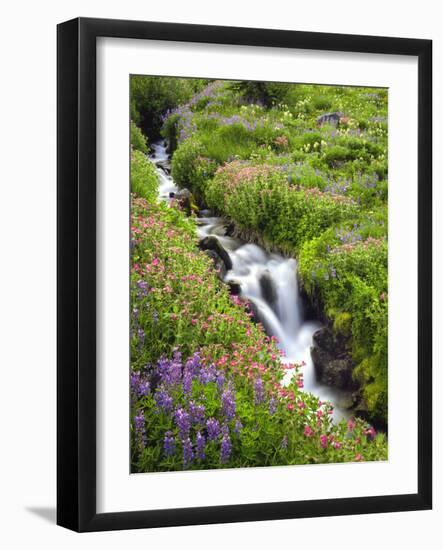 Elk Cove Creek Flowing Through Meadow of Wildflowers, Mt. Hood Wilderness, Oregon, USA-Steve Terrill-Framed Photographic Print