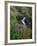 Elk Creek and Wildflowers-Steve Terrill-Framed Photographic Print