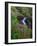 Elk Creek and Wildflowers-Steve Terrill-Framed Photographic Print