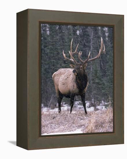 Elk Deer Stag in Snow, Jasper National Park, Canada-Lynn M. Stone-Framed Premier Image Canvas