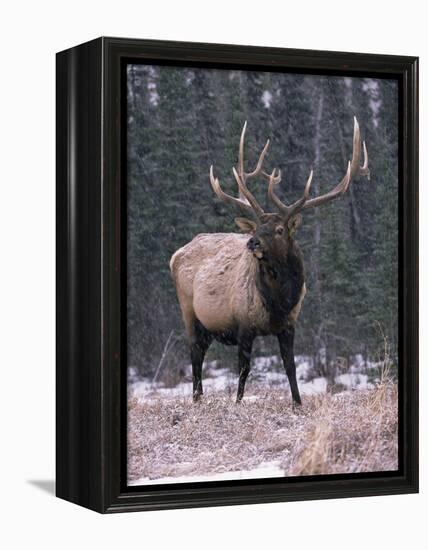 Elk Deer Stag in Snow, Jasper National Park, Canada-Lynn M. Stone-Framed Premier Image Canvas