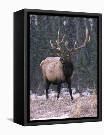 Elk Deer Stag in Snow, Jasper National Park, Canada-Lynn M. Stone-Framed Premier Image Canvas