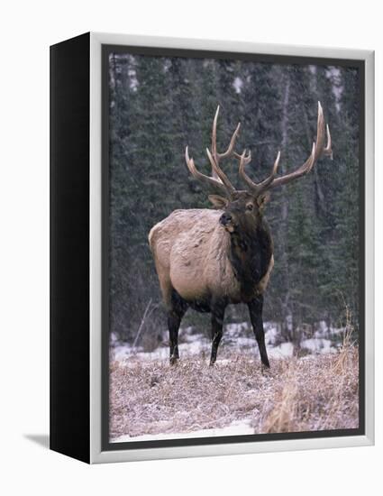 Elk Deer Stag in Snow, Jasper National Park, Canada-Lynn M. Stone-Framed Premier Image Canvas