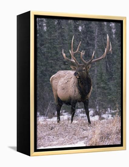 Elk Deer Stag in Snow, Jasper National Park, Canada-Lynn M. Stone-Framed Premier Image Canvas
