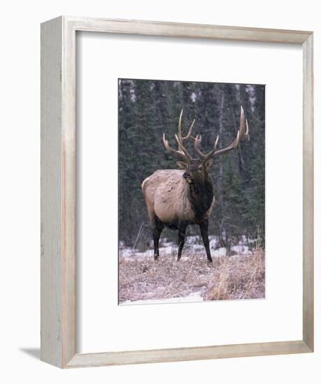Elk Deer Stag in Snow, Jasper National Park, Canada-Lynn M. Stone-Framed Premium Photographic Print