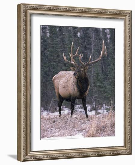 Elk Deer Stag in Snow, Jasper National Park, Canada-Lynn M. Stone-Framed Photographic Print