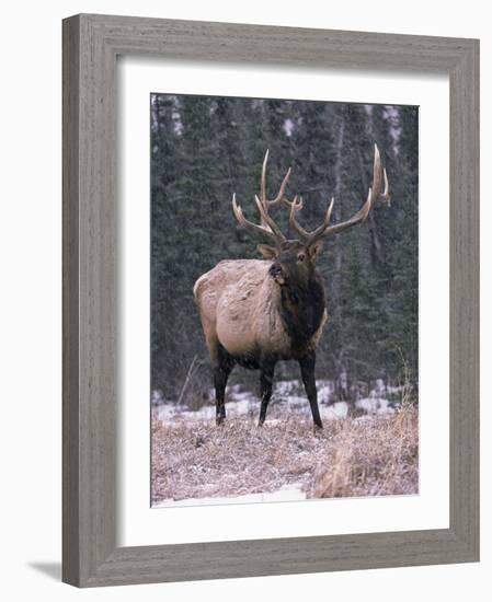 Elk Deer Stag in Snow, Jasper National Park, Canada-Lynn M. Stone-Framed Photographic Print