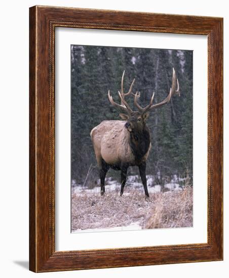 Elk Deer Stag in Snow, Jasper National Park, Canada-Lynn M. Stone-Framed Photographic Print