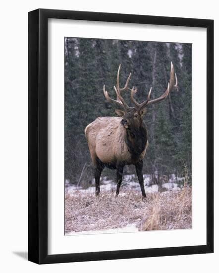 Elk Deer Stag in Snow, Jasper National Park, Canada-Lynn M. Stone-Framed Photographic Print