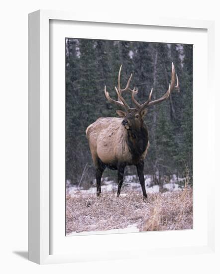 Elk Deer Stag in Snow, Jasper National Park, Canada-Lynn M. Stone-Framed Photographic Print