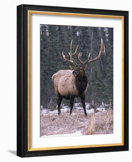 Elk Deer Stag in Snow, Jasper National Park, Canada-Lynn M. Stone-Framed Photographic Print