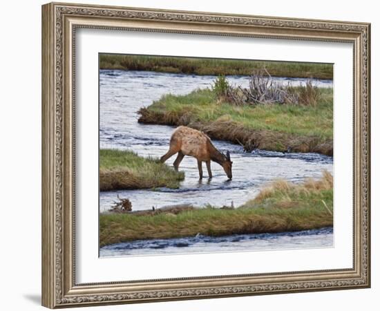 Elk Drinking in Stream, Rocky Mountain National Park, Colorado, USA-Larry Ditto-Framed Photographic Print