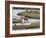 Elk Drinking in Stream, Rocky Mountain National Park, Colorado, USA-Larry Ditto-Framed Photographic Print