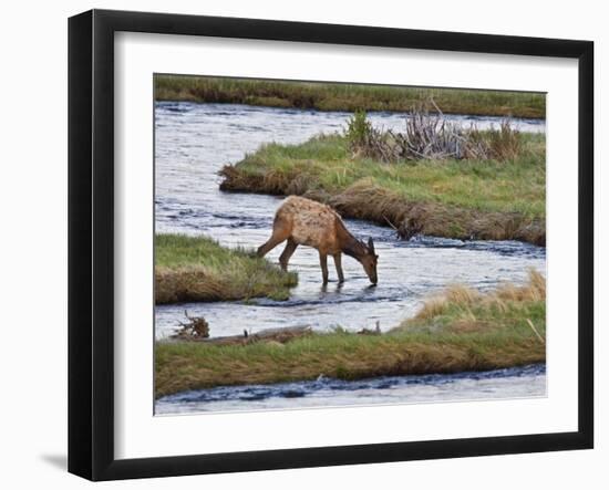 Elk Drinking in Stream, Rocky Mountain National Park, Colorado, USA-Larry Ditto-Framed Photographic Print