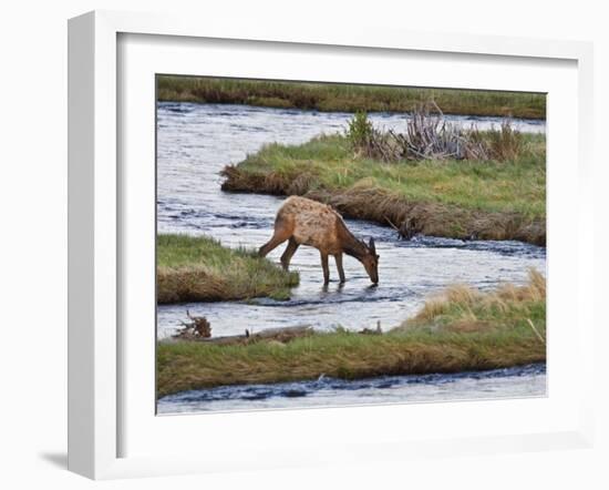 Elk Drinking in Stream, Rocky Mountain National Park, Colorado, USA-Larry Ditto-Framed Photographic Print