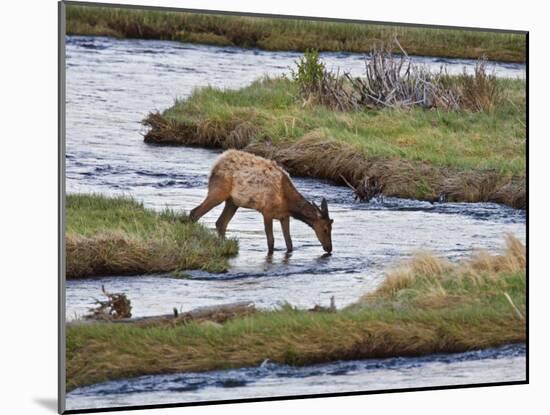 Elk Drinking in Stream, Rocky Mountain National Park, Colorado, USA-Larry Ditto-Mounted Photographic Print