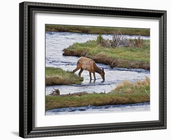 Elk Drinking in Stream, Rocky Mountain National Park, Colorado, USA-Larry Ditto-Framed Photographic Print