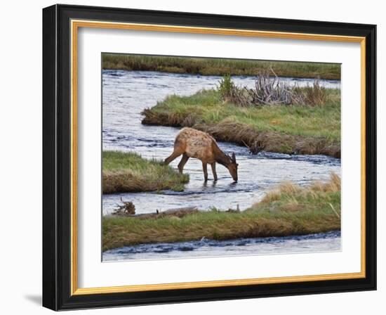 Elk Drinking in Stream, Rocky Mountain National Park, Colorado, USA-Larry Ditto-Framed Photographic Print