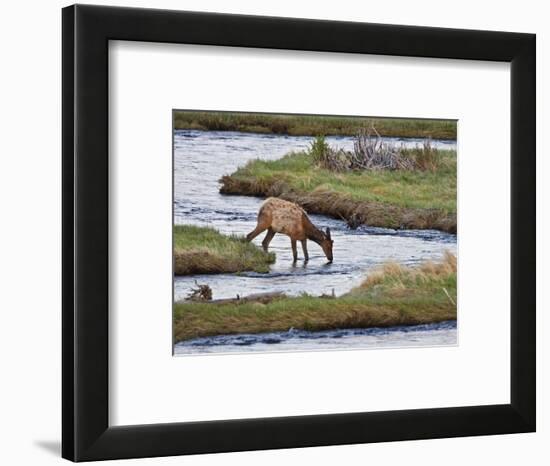Elk Drinking in Stream, Rocky Mountain National Park, Colorado, USA-Larry Ditto-Framed Photographic Print