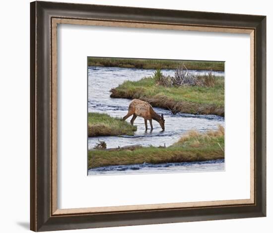 Elk Drinking in Stream, Rocky Mountain National Park, Colorado, USA-Larry Ditto-Framed Photographic Print