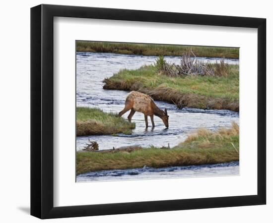 Elk Drinking in Stream, Rocky Mountain National Park, Colorado, USA-Larry Ditto-Framed Photographic Print