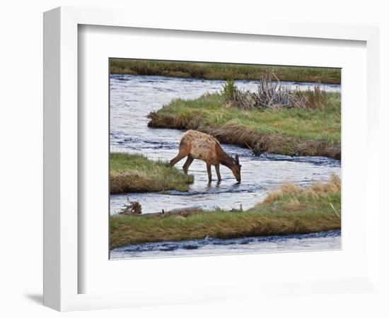 Elk Drinking in Stream, Rocky Mountain National Park, Colorado, USA-Larry Ditto-Framed Photographic Print