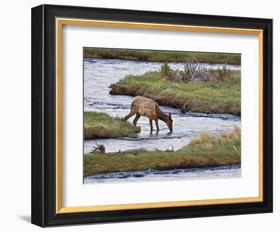 Elk Drinking in Stream, Rocky Mountain National Park, Colorado, USA-Larry Ditto-Framed Photographic Print