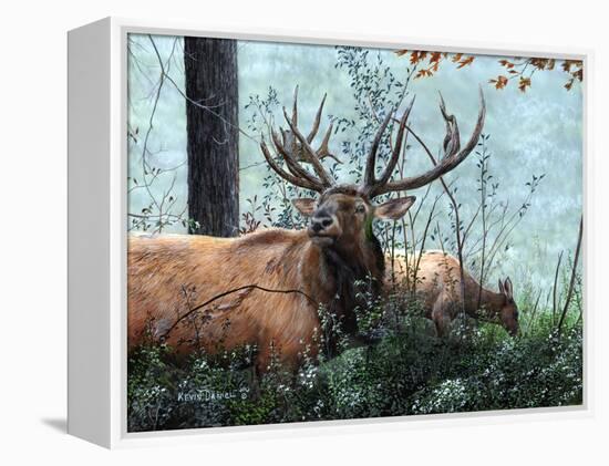 Elk Foraging-Kevin Daniel-Framed Stretched Canvas