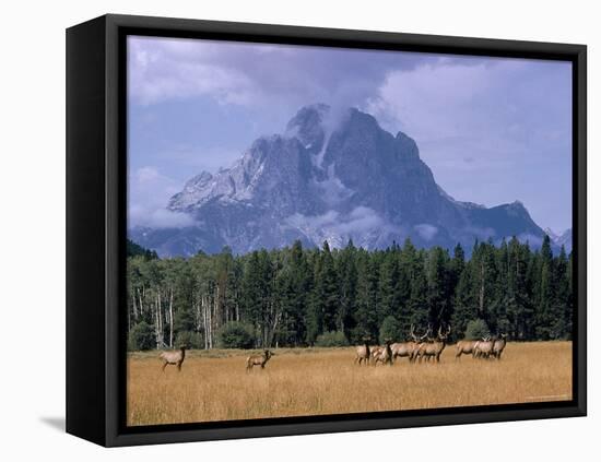 Elk Grazing in Foreground with Mt. Moran in the Background-Eliot Elisofon-Framed Premier Image Canvas