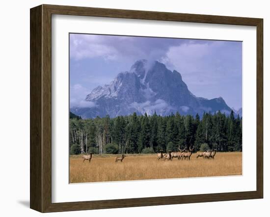 Elk Grazing in Foreground with Mt. Moran in the Background-Eliot Elisofon-Framed Photographic Print