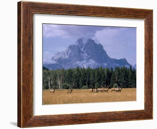 Elk Grazing in Foreground with Mt. Moran in the Background-Eliot Elisofon-Framed Photographic Print