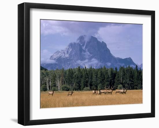 Elk Grazing in Foreground with Mt. Moran in the Background-Eliot Elisofon-Framed Photographic Print