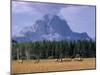 Elk Grazing in Foreground with Mt. Moran in the Background-Eliot Elisofon-Mounted Photographic Print