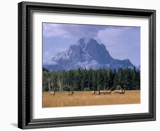 Elk Grazing in Foreground with Mt. Moran in the Background-Eliot Elisofon-Framed Photographic Print