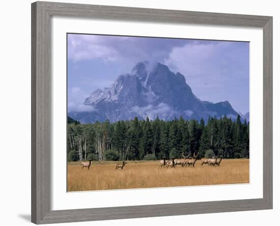 Elk Grazing in Foreground with Mt. Moran in the Background-Eliot Elisofon-Framed Photographic Print