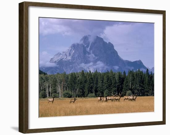 Elk Grazing in Foreground with Mt. Moran in the Background-Eliot Elisofon-Framed Photographic Print