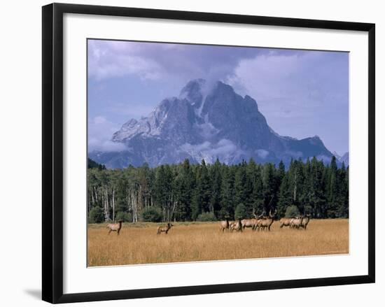 Elk Grazing in Foreground with Mt. Moran in the Background-Eliot Elisofon-Framed Photographic Print