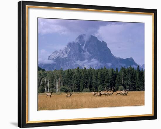 Elk Grazing in Foreground with Mt. Moran in the Background-Eliot Elisofon-Framed Photographic Print