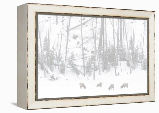 Elk Grazing-Howard Ruby-Framed Premier Image Canvas