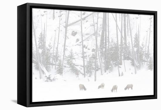 Elk Grazing-Howard Ruby-Framed Premier Image Canvas