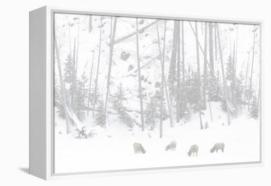 Elk Grazing-Howard Ruby-Framed Premier Image Canvas