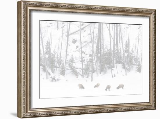 Elk Grazing-Howard Ruby-Framed Photographic Print