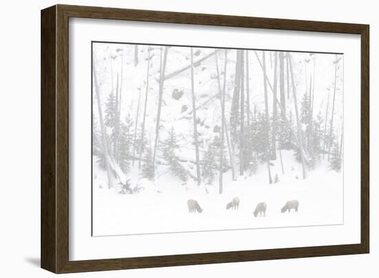 Elk Grazing-Howard Ruby-Framed Photographic Print