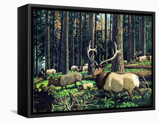 Elk Herd-Fred Ludekens-Framed Premier Image Canvas