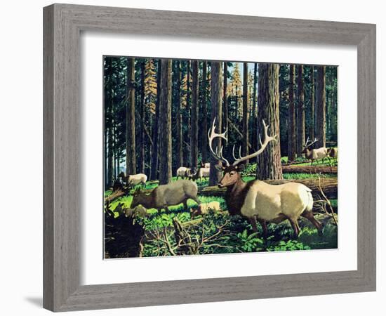 Elk Herd-Fred Ludekens-Framed Giclee Print