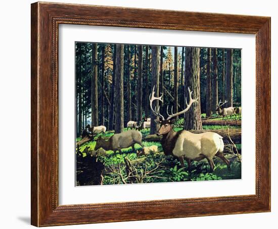 Elk Herd-Fred Ludekens-Framed Giclee Print