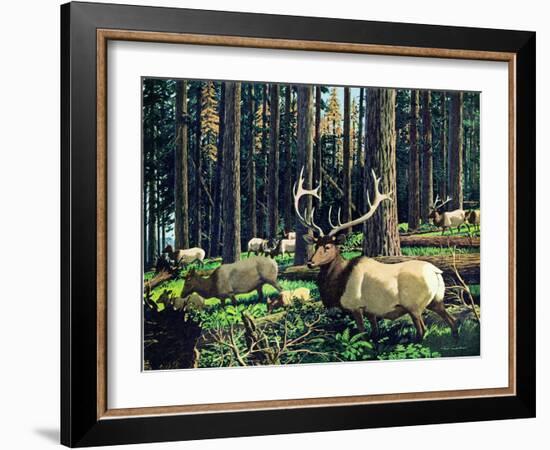 Elk Herd-Fred Ludekens-Framed Giclee Print